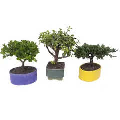 DECORPLANTAS - Bonsai Mini De 3 Años - Acer Japonico De Interior Diámetro 14 Cm