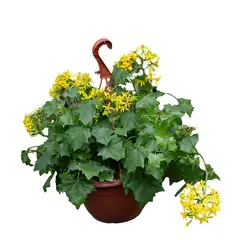 MARINELA - Estrella De David - Ornithoganum Umbellatum De Interior Diámetro 28 Cm