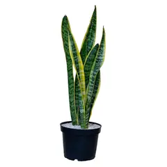 MARINELA - Lengua De Suegra Pequeña - Sansevieria De Exterior Diámetro 20 Cm