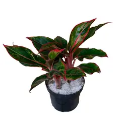 MARINELA - Aglaonema Pequeña - Aglaonema Creta De Interior Diámetro 14 Cm