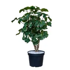 MARINELA - Millonaria Variegada - Plectranthus Madagascariensis De Interior Diámetro 20 Cm