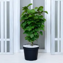 MARINELA - Millonaria Verde - Plectranthus Madagascariensis De Interior Diámetro 20 Cm