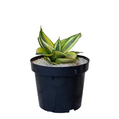 MARINELA - Lengua De Suegra - Sanseviera Trifasciata De Interior Diámetro 14 Cm