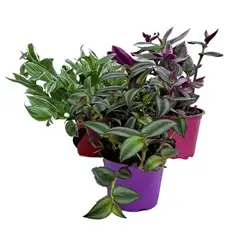 SIN MARCA - Panameña