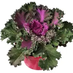 SIN MARCA - PLANTA KALES