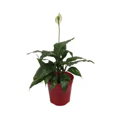 JARDINEROS - Flor de la Paz - Spathiphyllum Wallisii de Interior