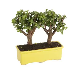 CALANTHA VIDA Y ARTE - Bonsai Gemelo De Interior Diámetro 20 Cm