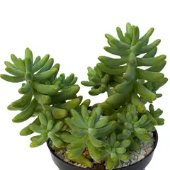 TIERRANEGRA - Suculenta - Eucalyptus De Interior Diámetro 14 Cm