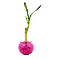 DISTRI ABC - Bambú De La Suerte Lucky Bambú De 12 Cm - Dracaena Braunii De Interior