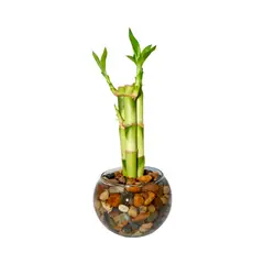 DISTRI ABC - Bambú Espiral De 31 Cm - Dracaena Sanderiana De Interior X 3 Unidades