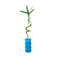 DISTRI ABC - Bambú Espiral De 31 Cm - Dracaena Sanderiana De Interior