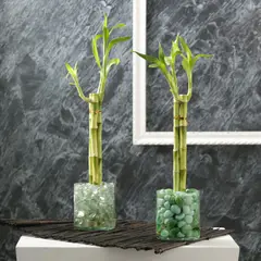 DISTRI ABC - Bambú Espiral De 31 Cm - Dracaena Sanderiana De Interior X 3 Unidades