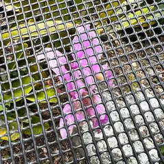 COLMALLAS - Malla Cafetero 1.20X3m Huecos 4X4-Pulg Negro