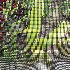 COLMALLAS - Malla Cafetero 1.20X10m Huecos 4X4-Pulg Negro