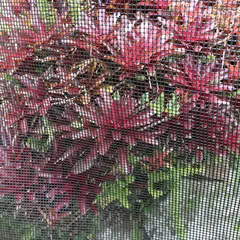 COLMALLAS - Malla Cedazo 1.20X2m Huecos 8X8-Pulg