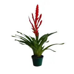 CALYX PLANTAS EXOTICAS - Bromelia Enana - Bromelia De Interior Diámetro 12 Cm