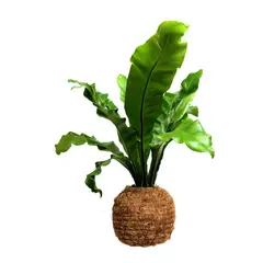 CALYX PLANTAS EXOTICAS - Helecho Colgante Kokedama - Polyscias Fruticosa Elegans De Interior Diámetro 16 Cm