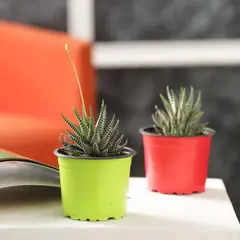 JARDINEROS - Suculenta - Haworthia De Interior Diámetro 7 Cm