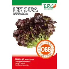 ERGO - Lechuga Batavia Roja