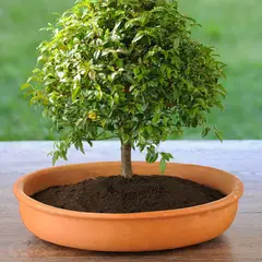 GENERICO - Matera Bonsai Ovalado N 4-29X8Cm