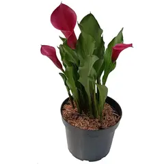 TIERRANEGRA - Planta Natural Minicala P17