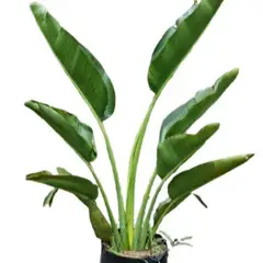JARDINEROS - Planta Natural Palma Del Viajero B35