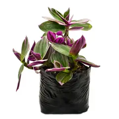 JARDINEROS - Combo x12 Panameña Colgante Planta Jardín Exterior (Tradescantia zebrina)