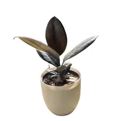 JARDINEROS - Caucho Verde M14 Planta Interior en Matera Decorativa (Ficus elastica)