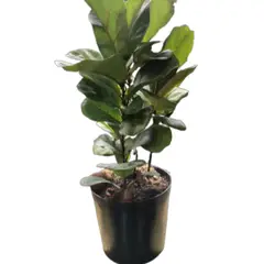 JARDINEROS - Ficus Pandurata 60cm Planta Interior en Matera Decorativa (Ficus lyrata)