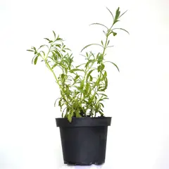 JARDINEROS - Lavanda - Lavandula De Interior/Exterior Diámetro 16 Cm