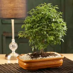 undefined - Bonsai Guayacan De Manizales - Lafoensia Acuminata De Interior Diámetro 22 Cm