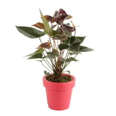 SIETE COLINAS - Anturio Especial - Anthurium Andraenum De Interior Diámetro 14 Cm