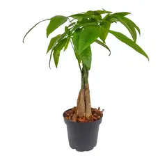 TIERRANEGRA - Pachira Aquatica De Interior Diámetro 14 Cm