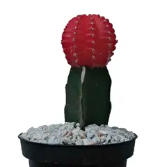 TIERRANEGRA - Cactus Injerto - Gymnocalycium De Interior Diámetro 10 Cm