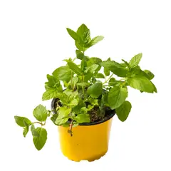 TIERRANEGRA - Yerbabuena Menta - Mentha De Exterior Diámetro 14 Cm