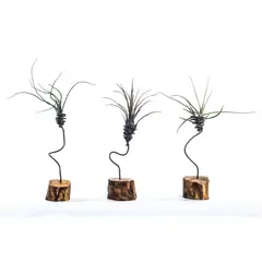 CALANTHA VIDA Y ARTE - Tillandsia Mini - Bromelia de Interior Diámetro 6cm