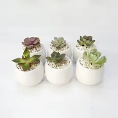 VIVO BOREAL - Combo 6 Suculentas - Crasas De Interior Diámetro 6 Cm