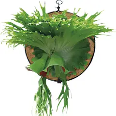 NATIVA - Disco Para Cuernos Y Platiceros Fibra De Coco 28x4cm