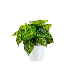 RENOVEMOS - Variegada Artificial De 43 Cm