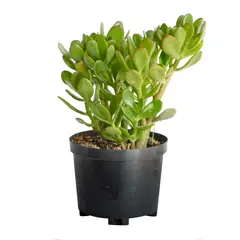 DICUORE - Jade De Suerte - Dracaena De Interior Diámetro 14 Cm