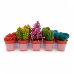 CALYX - Cactus Colores - Cactaceae De Interior