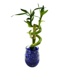 DISTRI ABC - Bambú De La Suerte Lucky Bambú De 21 Cm - Dracaena De Interior Diámetro 8 Cm X 2 Unidades