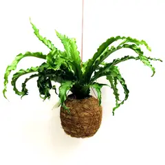 CALYX - Helecho Colgante - Polyscias Fruticosa De Interior Diámetro 30 Cm