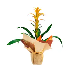 CALYX - Guzmania Variada - Bromelia De Interior