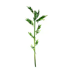 ABC - Bambú Vara Vara Artificial De 160 Cm