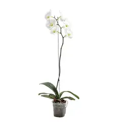 GENERICO - Orquídea Mariposa Blanca - Phalaenopsis De Interior Diámetro 12 Cm