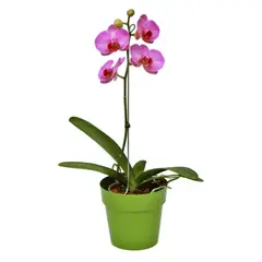 GENERICO - Orquídea Mariposa - Phalaenopsis De Interior Diámetro 12 Cm