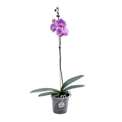 SIETE COLINAS - Orquídea Mariposa Rosada - Phalaenopsis De Interior Diámetro 12 Cm
