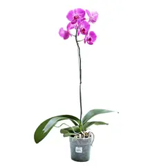 SIETE COLINAS - Orquídea Mariposa Morada - Phalaenopsis De Interior Diámetro 12 Cm