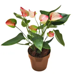 SIETE COLINAS - Anturio Novedad - Anthurium Andraenum De Interior Diámetro 14 Cm